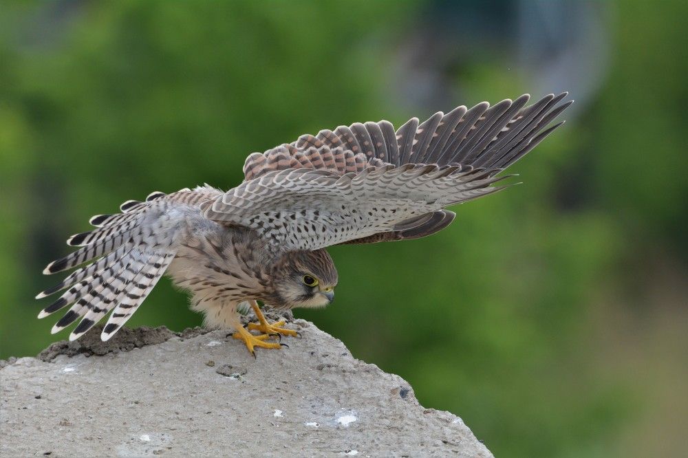 Photograph by Анатолий Каминский