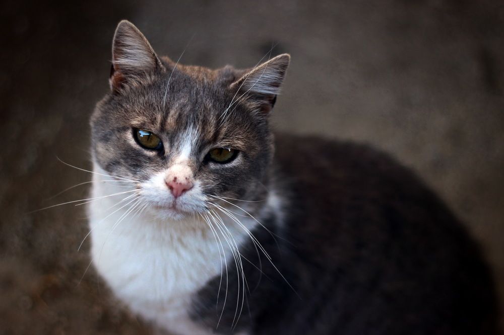 Photograph by Кристина Пеева