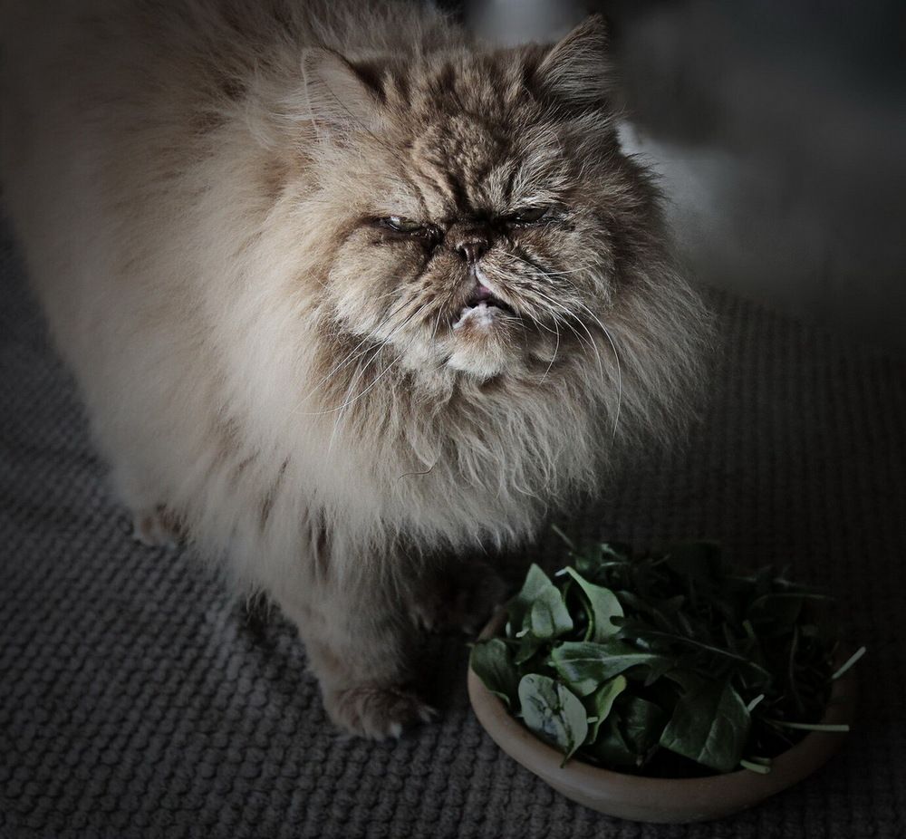 Photograph by Кристина Пеева