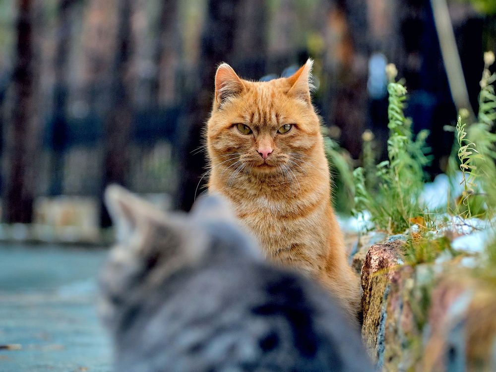 Photograph by Евгений Фазлеев