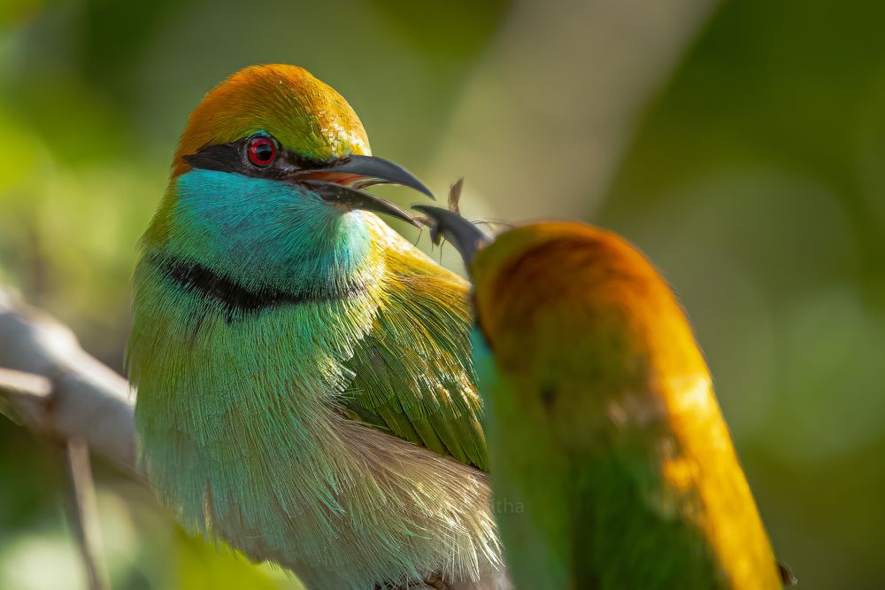 Photograph by Mineth Vismitha