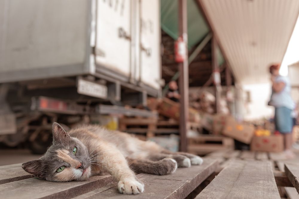 Photograph by Андрей Копылов