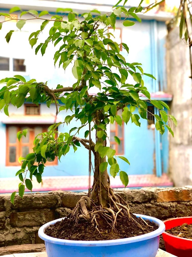 Photograph by Sonam dulal