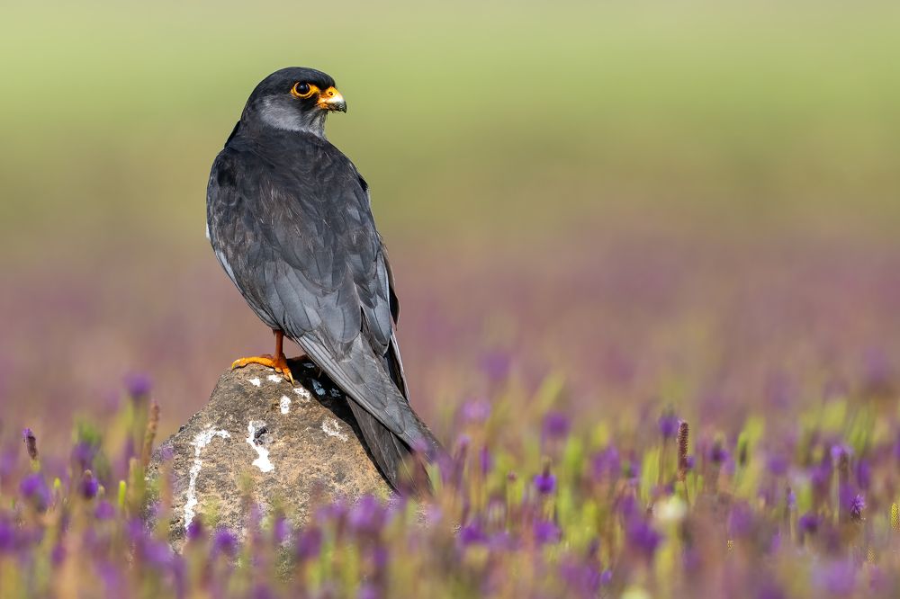 Photograph by Rajib Kumar Dana