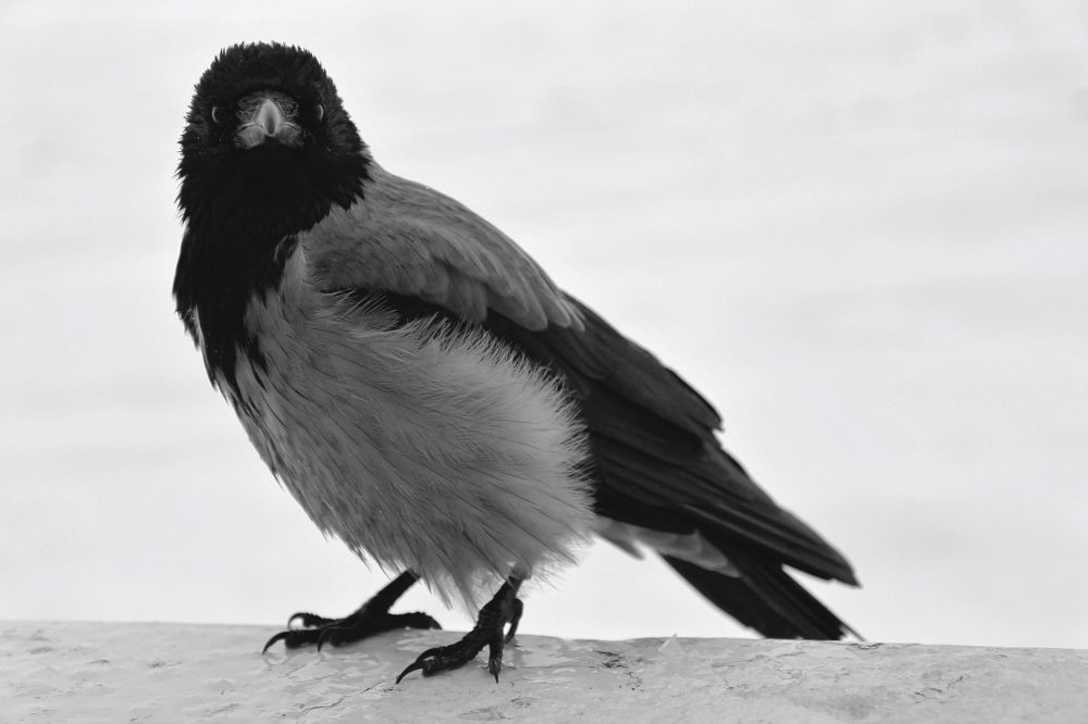 Photograph by Инна Сидоренко