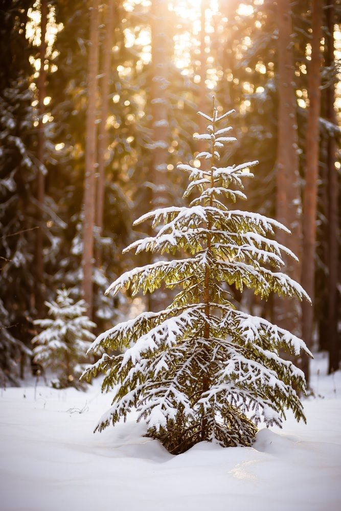 Photograph by Юлия Калугина