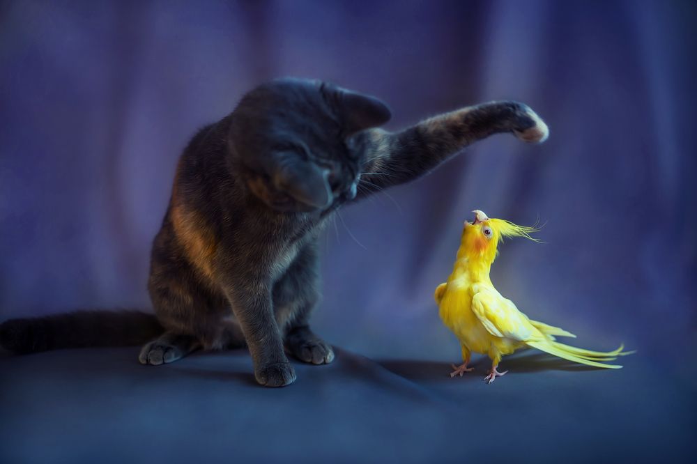 Фотография автора Татьяна Тур