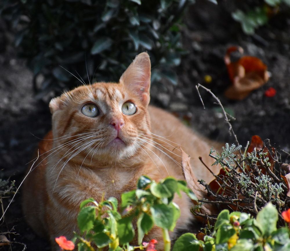 Фотография автора лилия беланова
