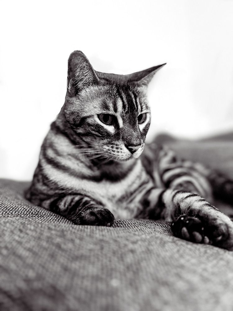 Prionailurus bengalensis