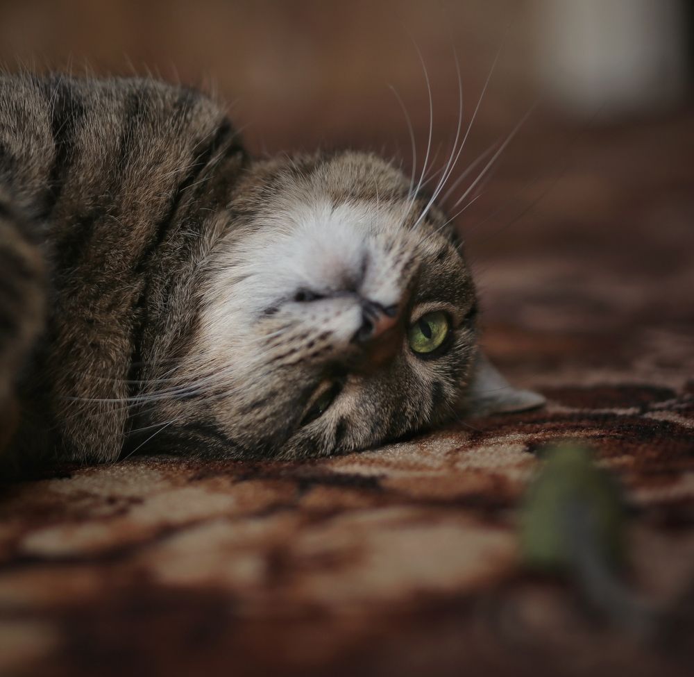 Photograph by Ирина Салминен