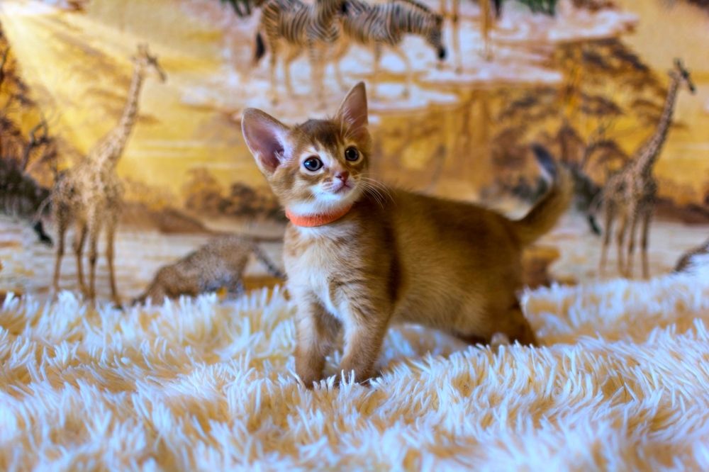 Photograph by Taras Shevchenko