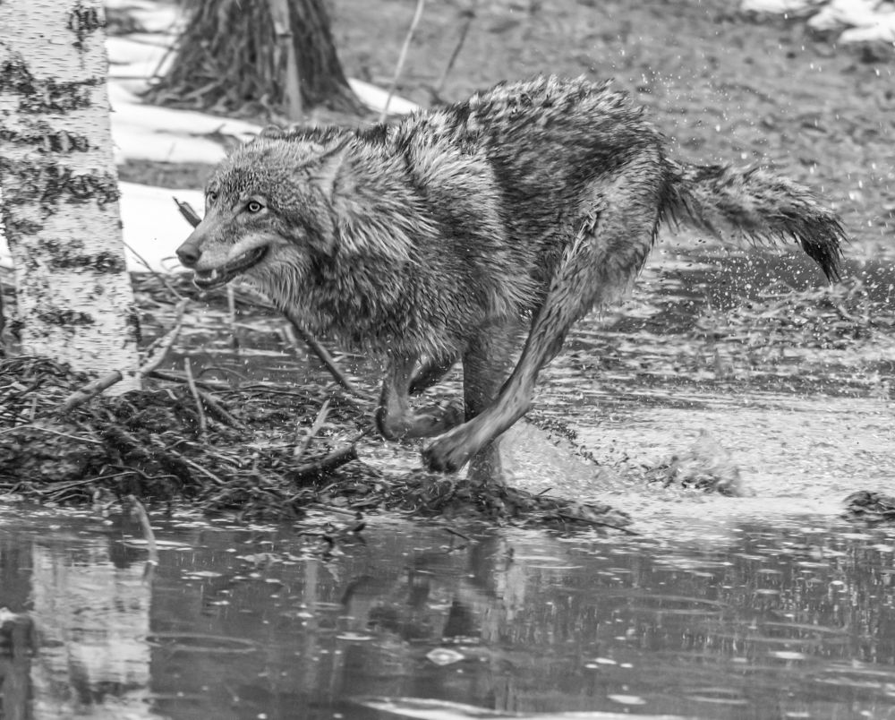 Photograph by Сергей Савчук