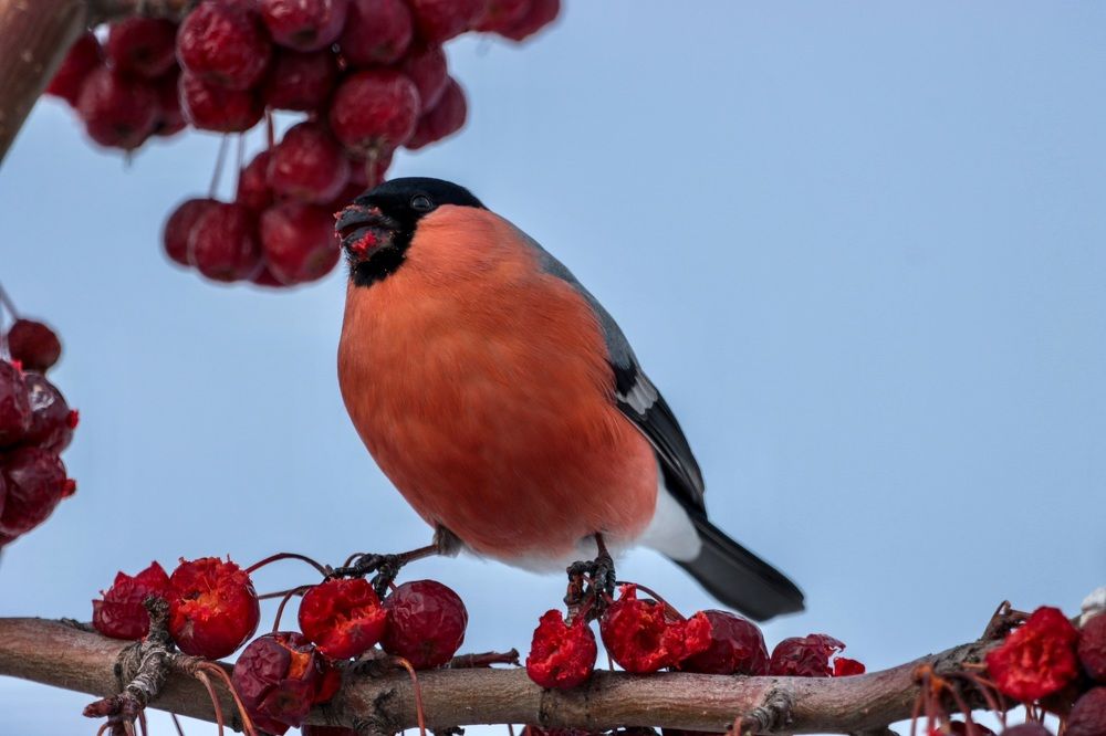 Photograph by Ирина Лисовец