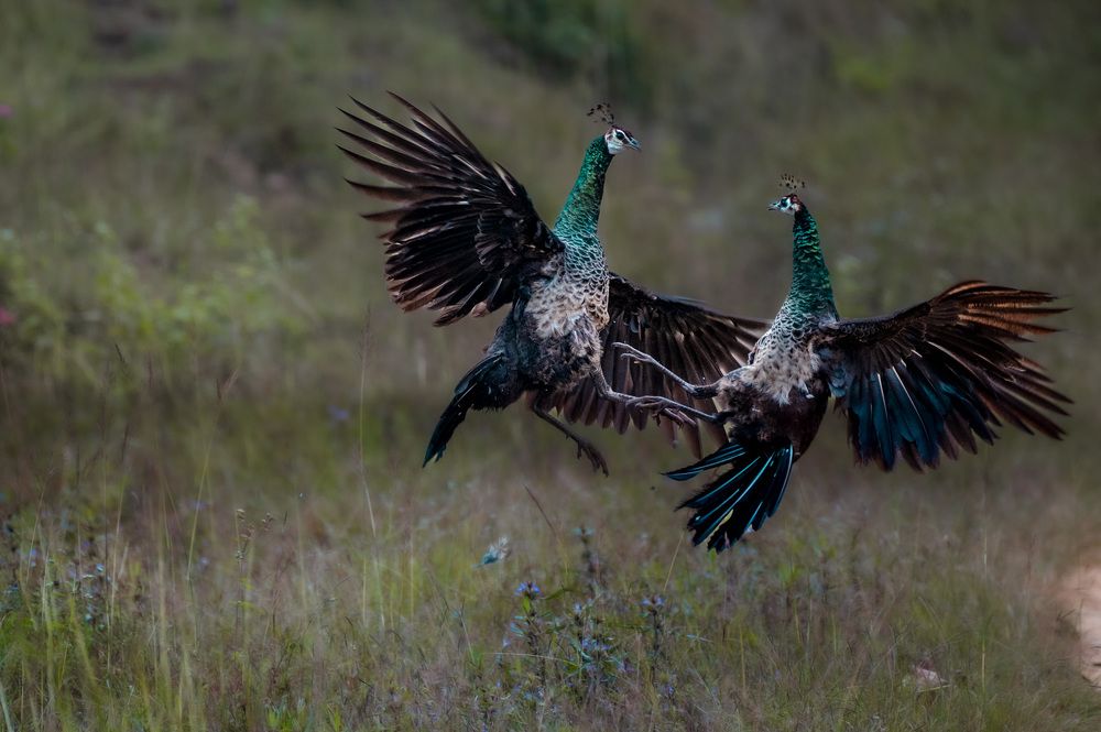 Photograph by Harsha Devalla