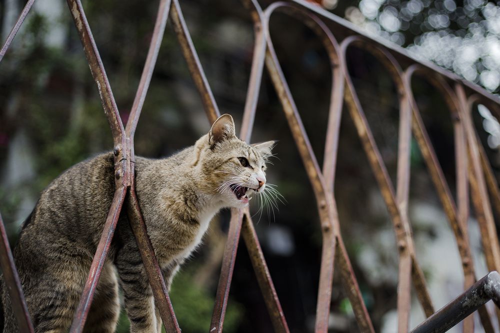 Фотография автора An Nguyen Quoc