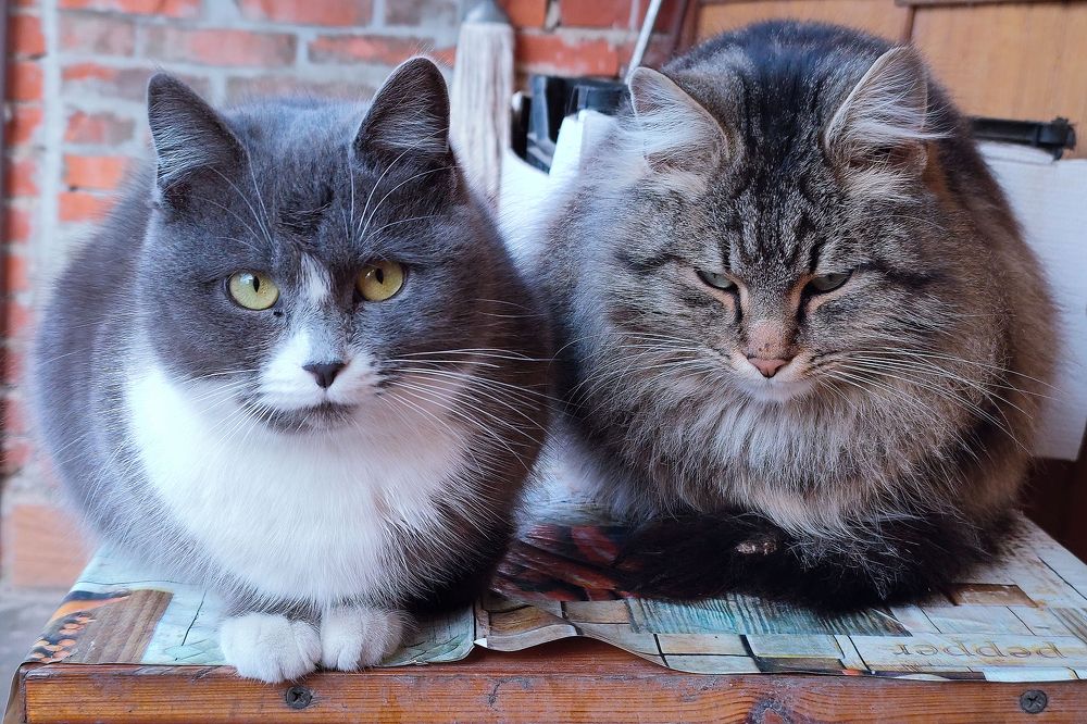 Посиделки / Gatherings