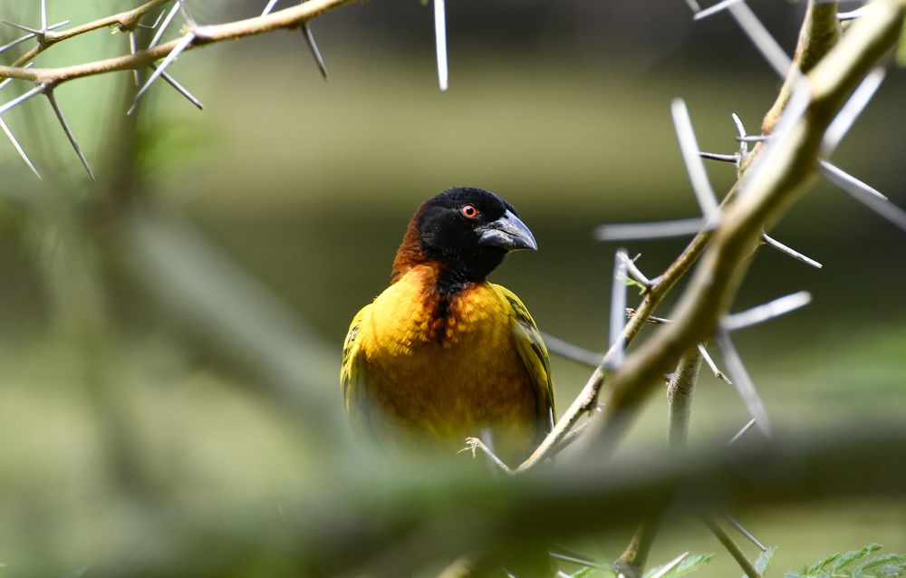 Photograph by Jordi Roig