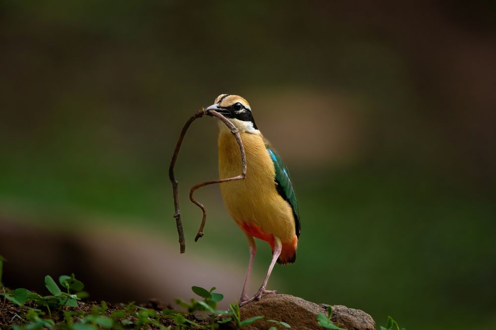 Фотография автора Ishan Vora