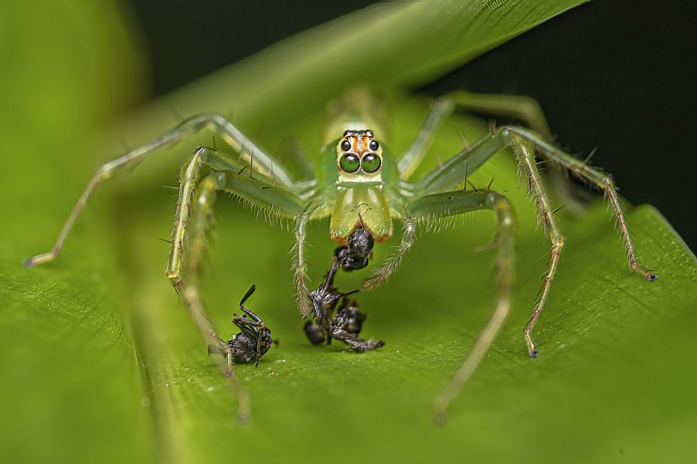 Translucent jumping spider