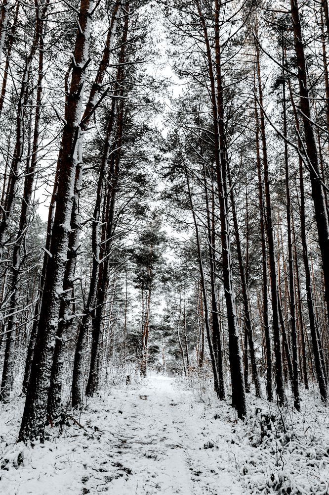 Сосновый бор