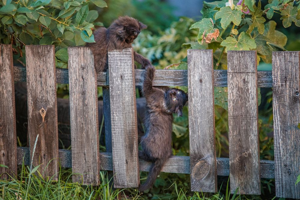 Атлант расправил плечи