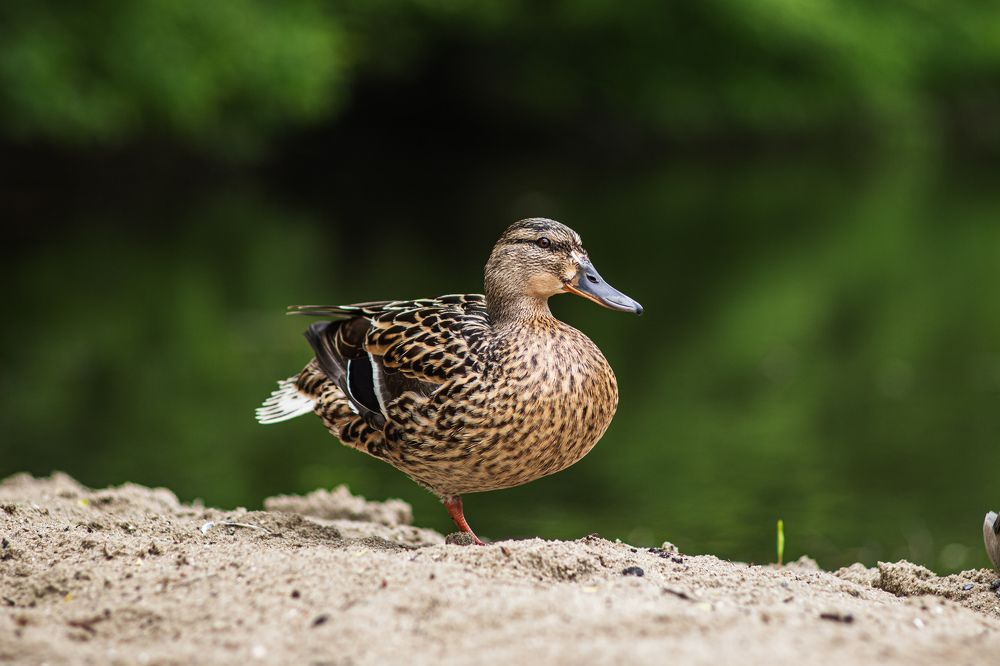 Photograph by Андрей