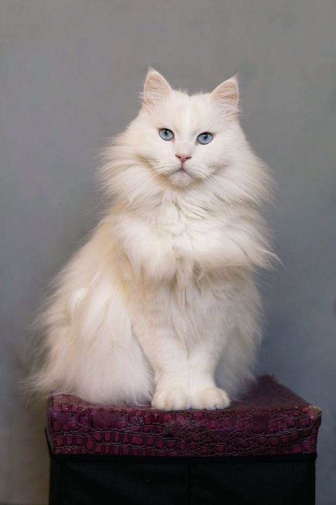 Photograph by Roza Kenarova