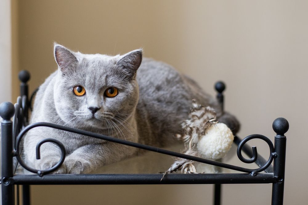 Photograph by Roza Kenarova