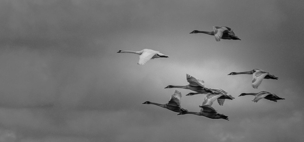 Photo #8721135