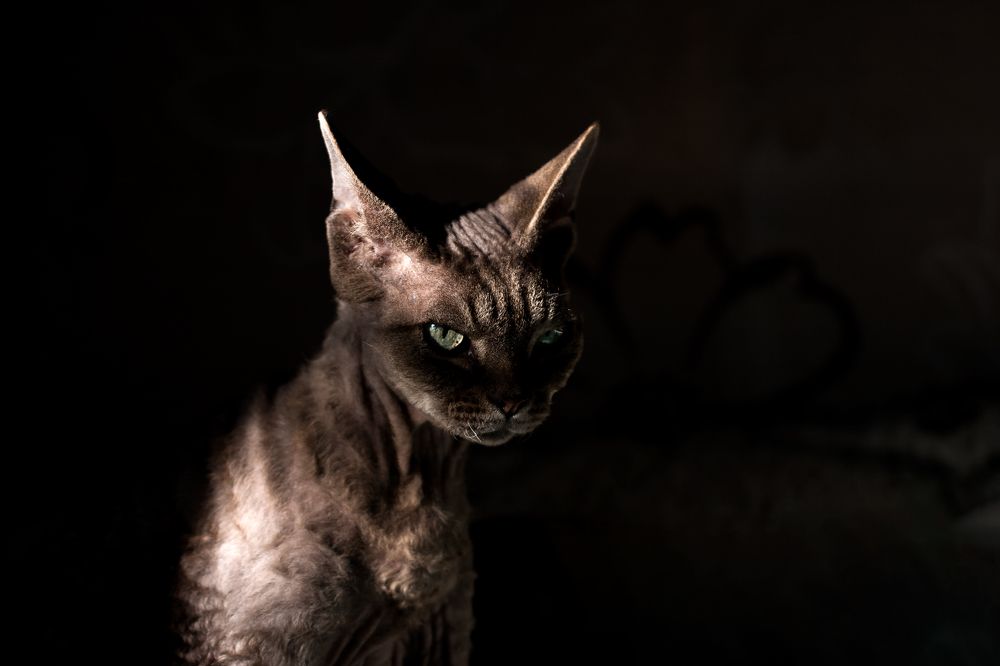 старый мудрый кот