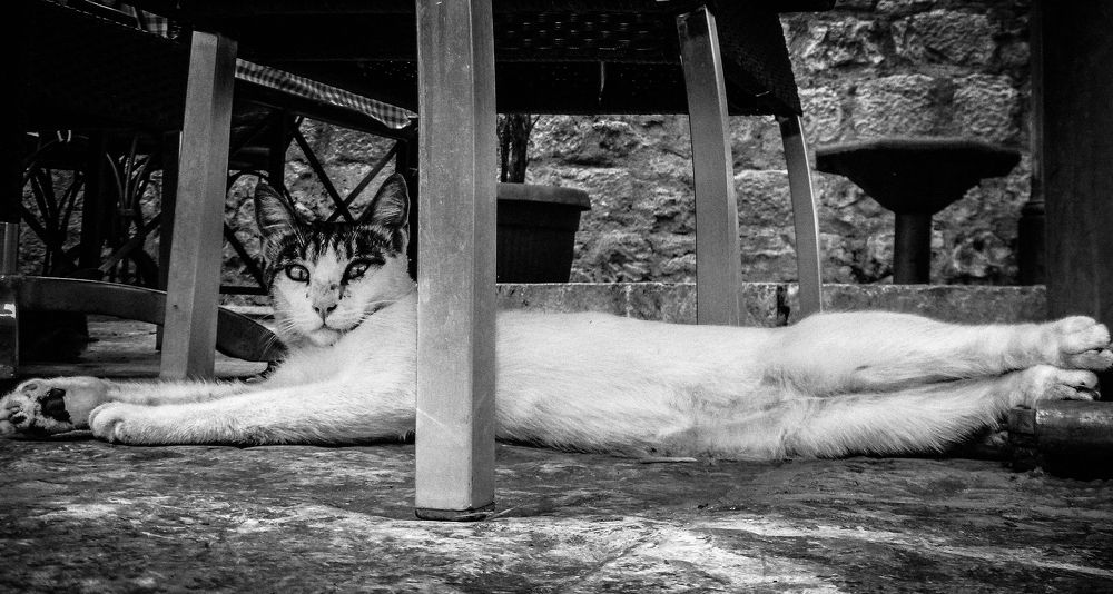 Которская кошкамодель