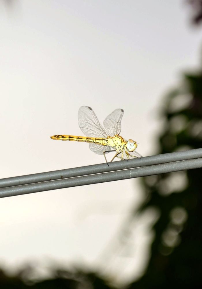 Photograph by Sakhria Mbarki