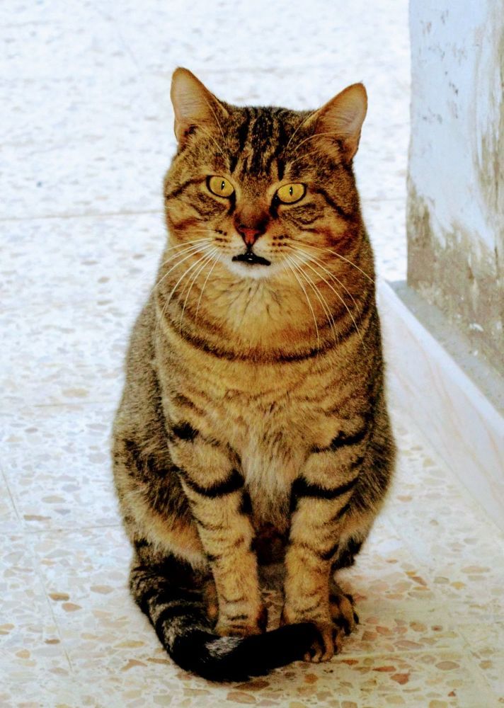 Photograph by Sakhria Mbarki