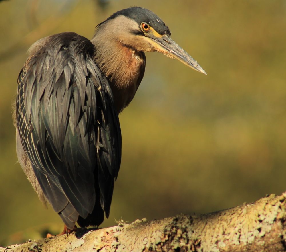 Photograph by Ricardo Venerando