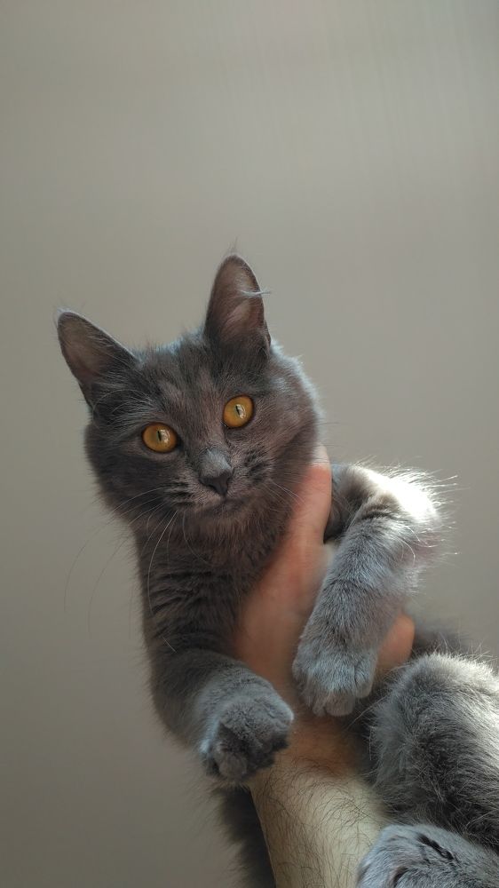 Фотография автора Giorgi chernik