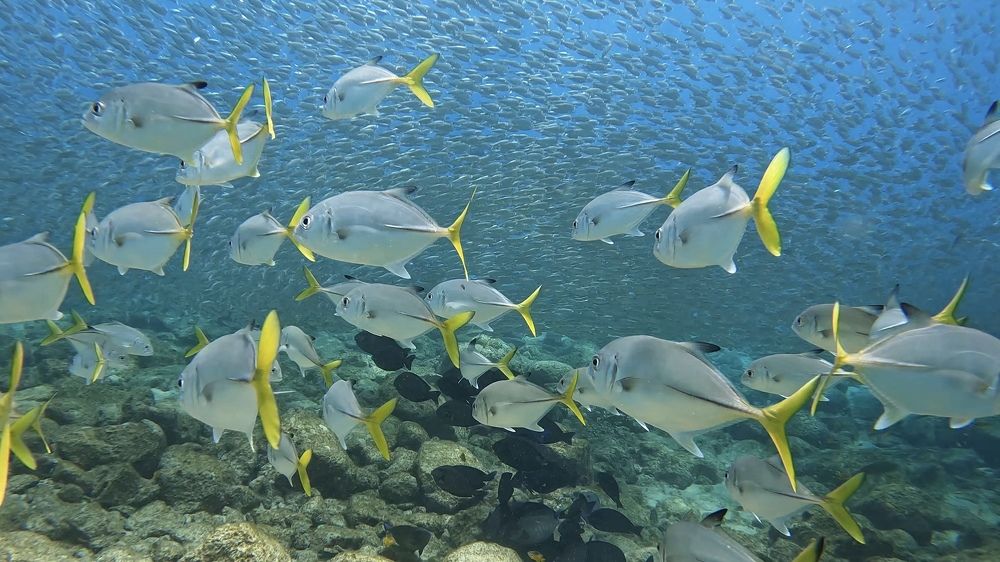 Photograph by RICARDO