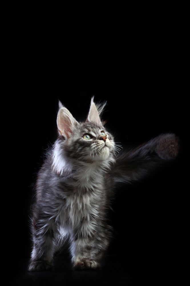 Lexi of Gross Team, maine coon