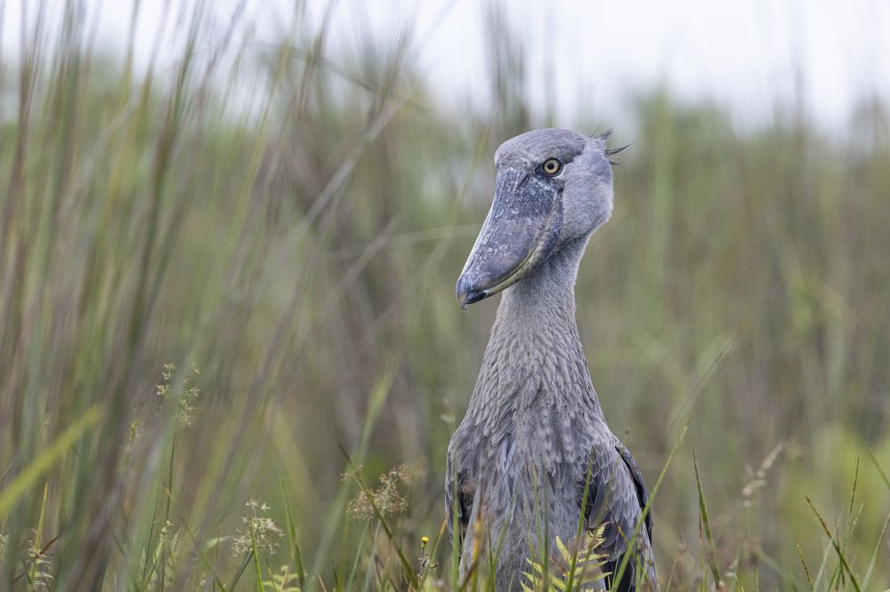 Photograph by Максимов Андрей