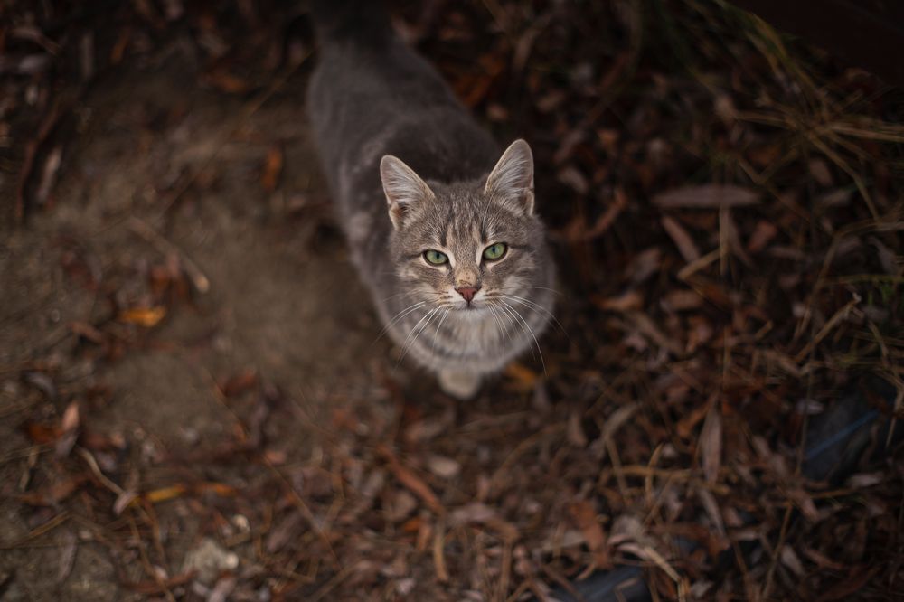 Пронзительный взгляд