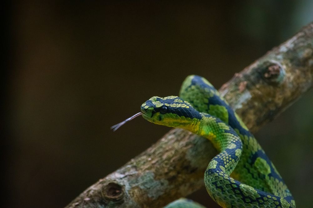 Green pit viper