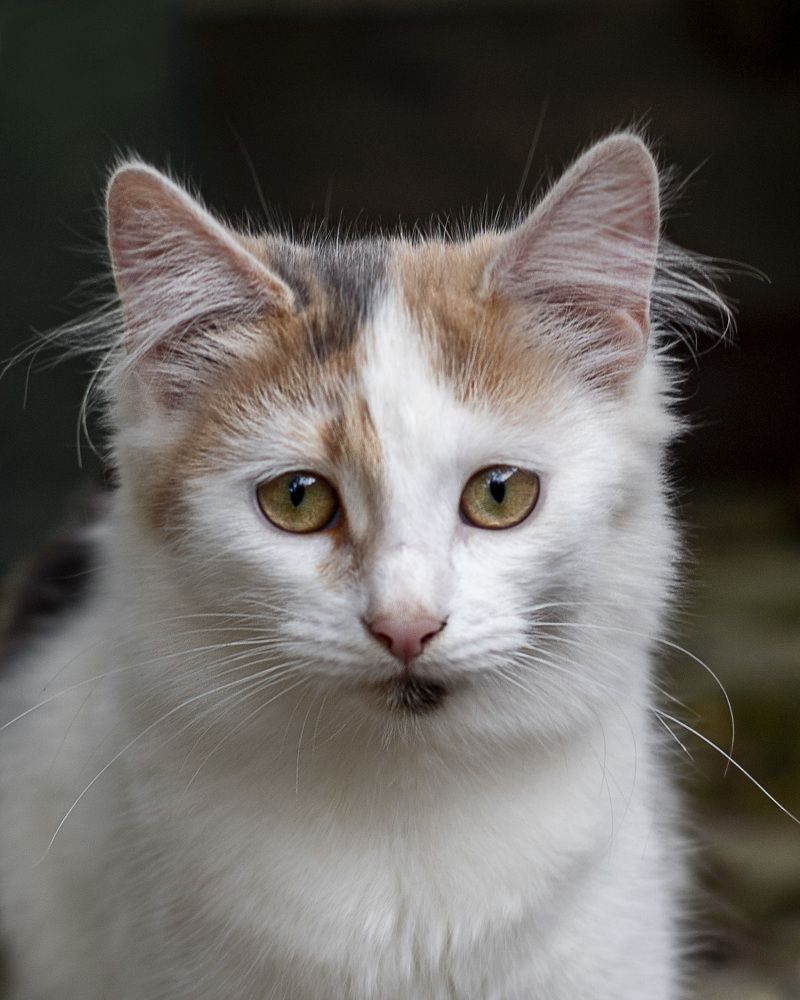 Photograph by Антон Синица