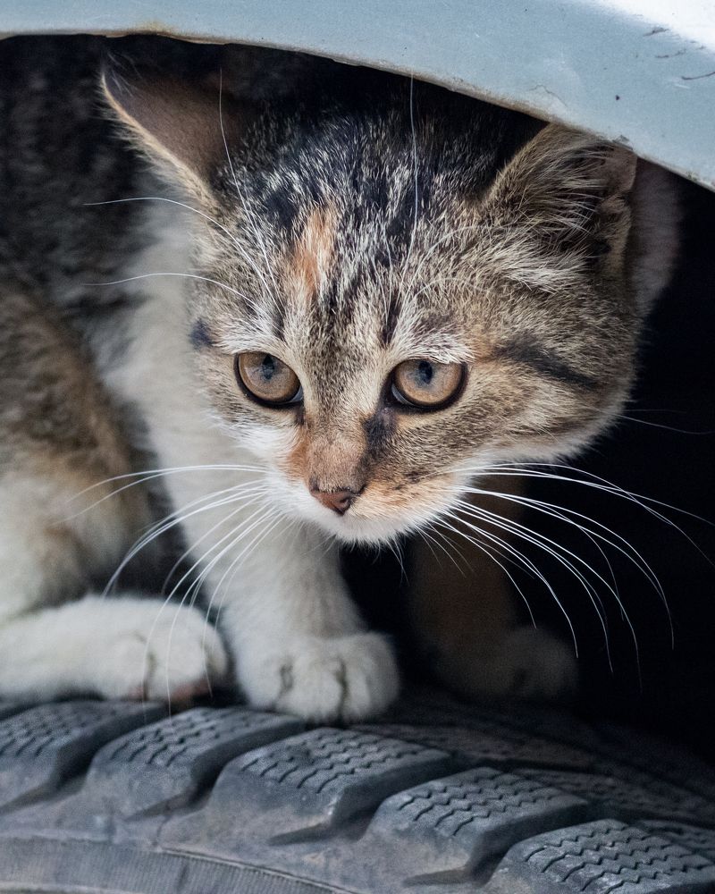 Photograph by Антон Синица