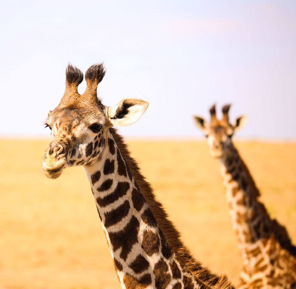 Photograph by Sanjay Shankar