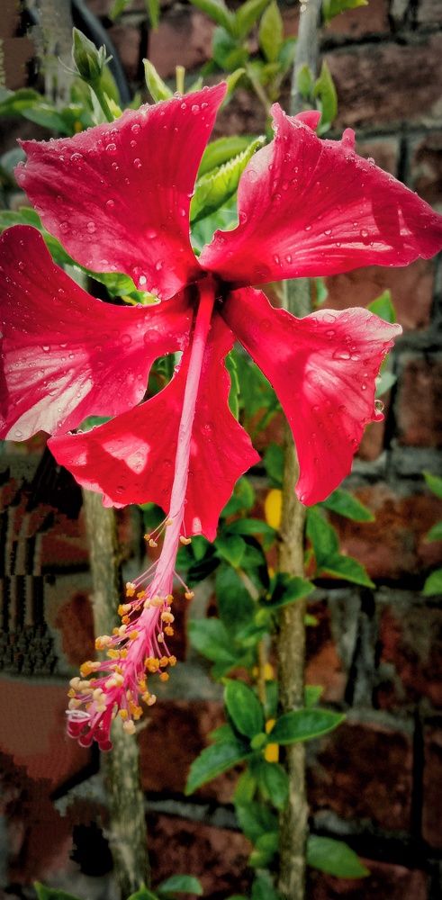 A beautiful red hibiscus.
