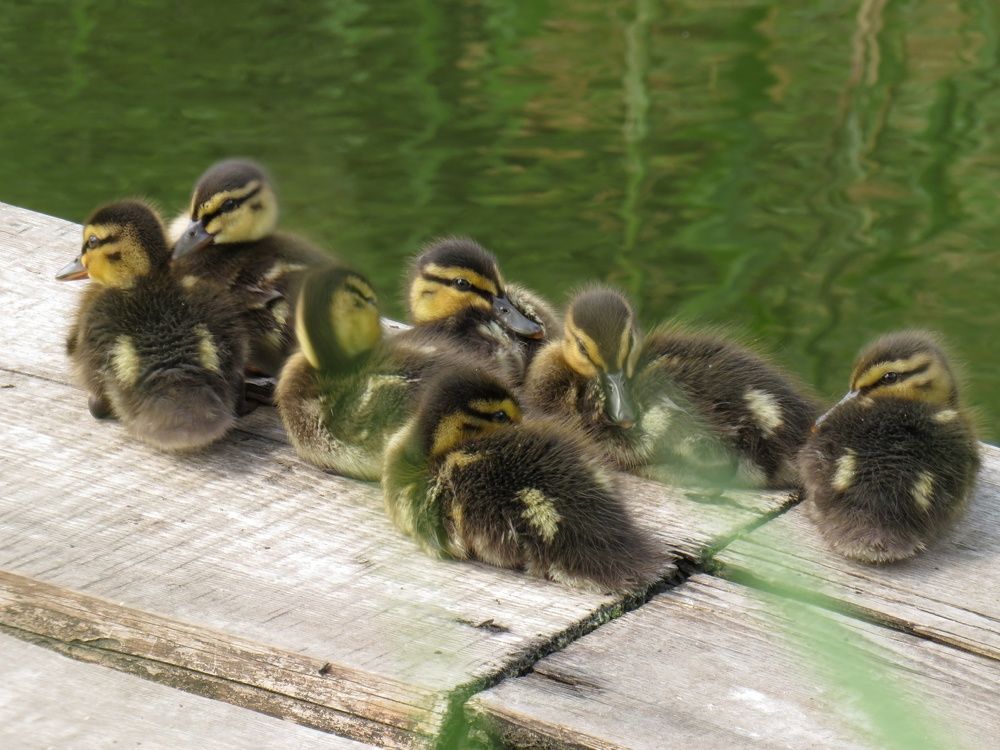 Photograph by Анастасия Романова