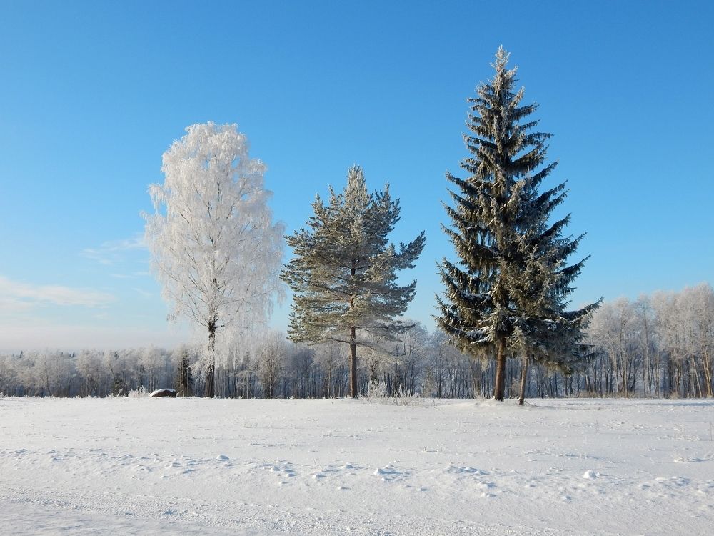 Союз березы, сосны и ели