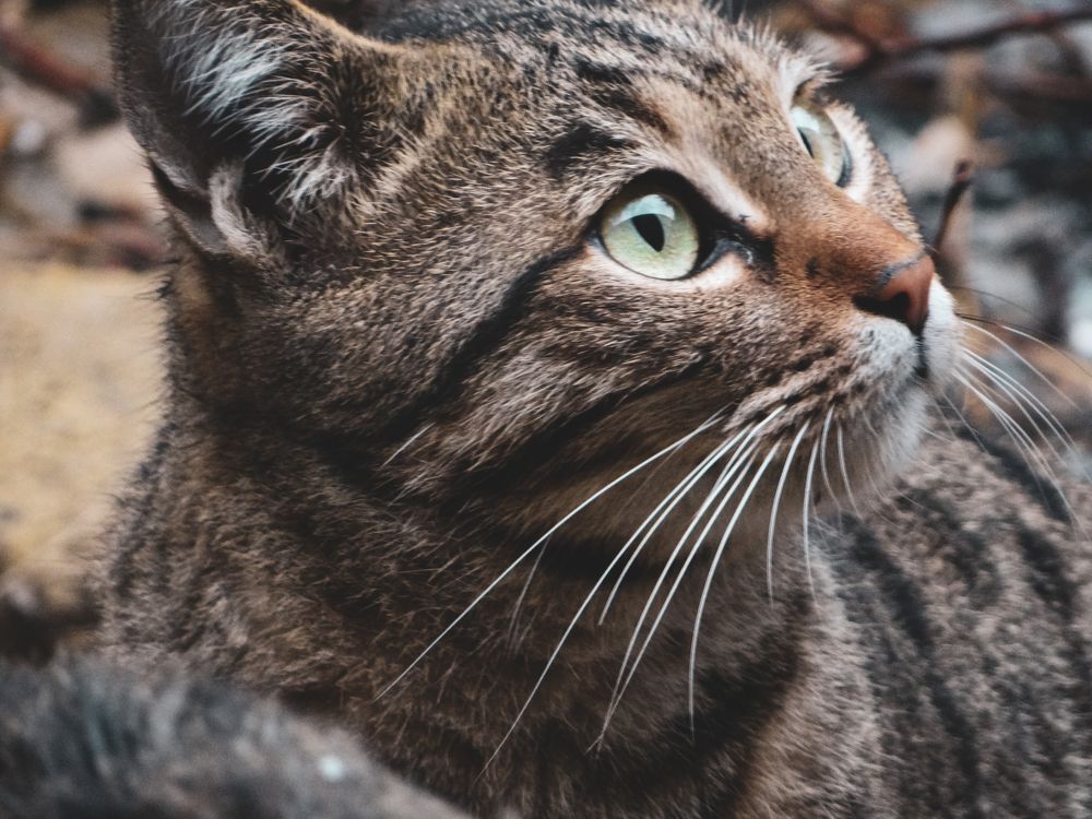 Фотография автора reza ahmadi