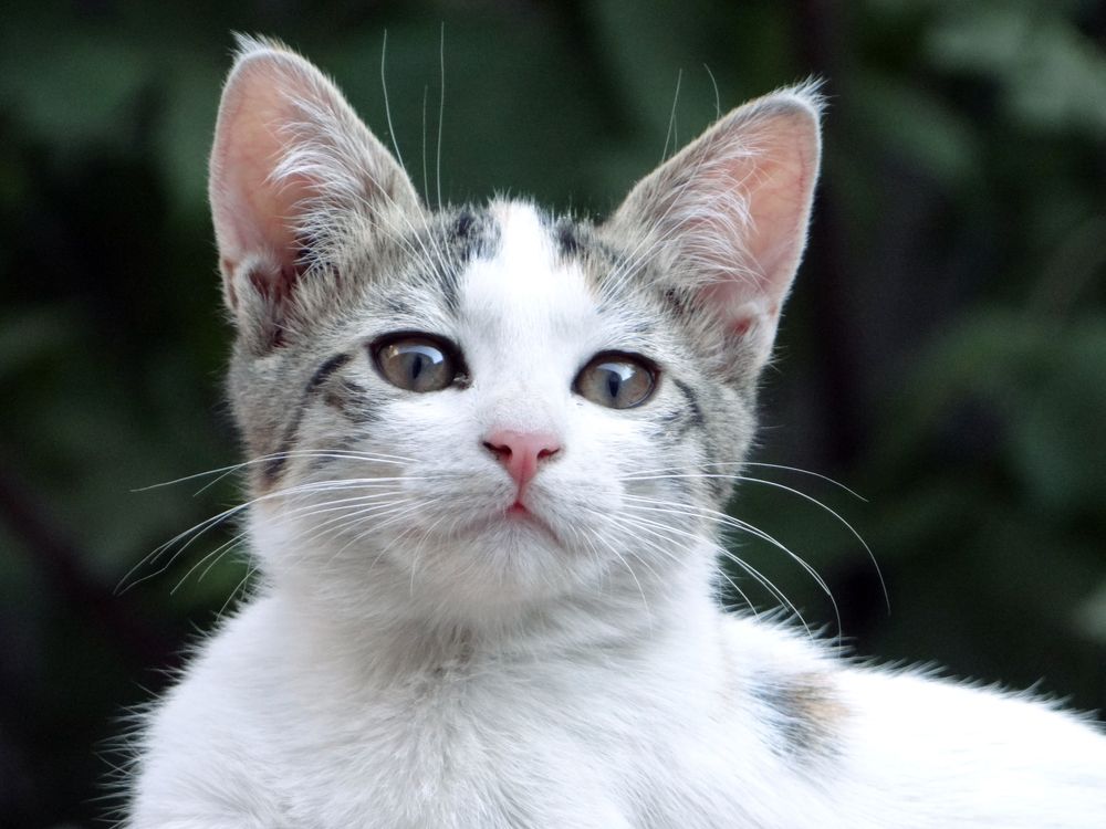 Фотография автора reza ahmadi