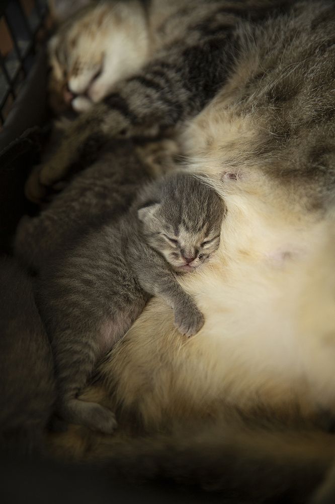 Самый сладкий сон