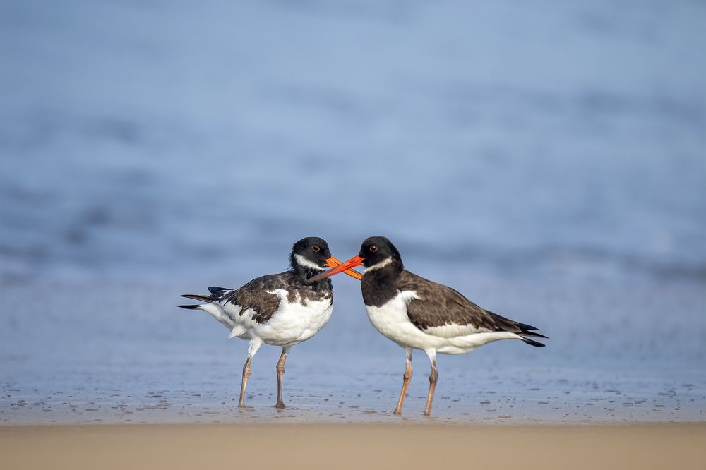 Photograph by JISHNUDEV PULINKUZHY